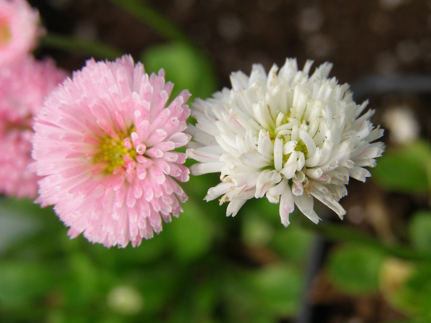 Bellis perennis 'Dresden China'